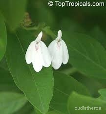 Rhinacanthus nasutus flower4.jpg